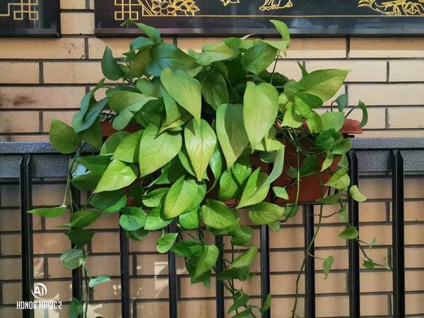 评测荣耀的拍照效果：从镜头到成像_荣耀的镜头_荣耀手机的镜头是什么的