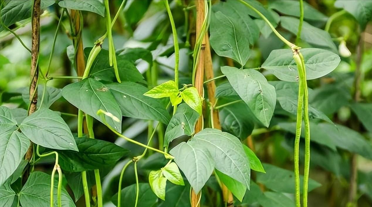 胖东来超市每天生鲜的日流程_高标准检测，胖东来确保优质生鲜_胖东来超市生鲜管理