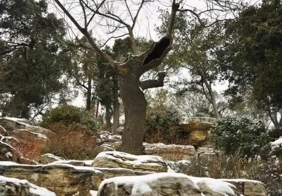 陈道明主演的电视剧大全_陈道明_陈道明老婆