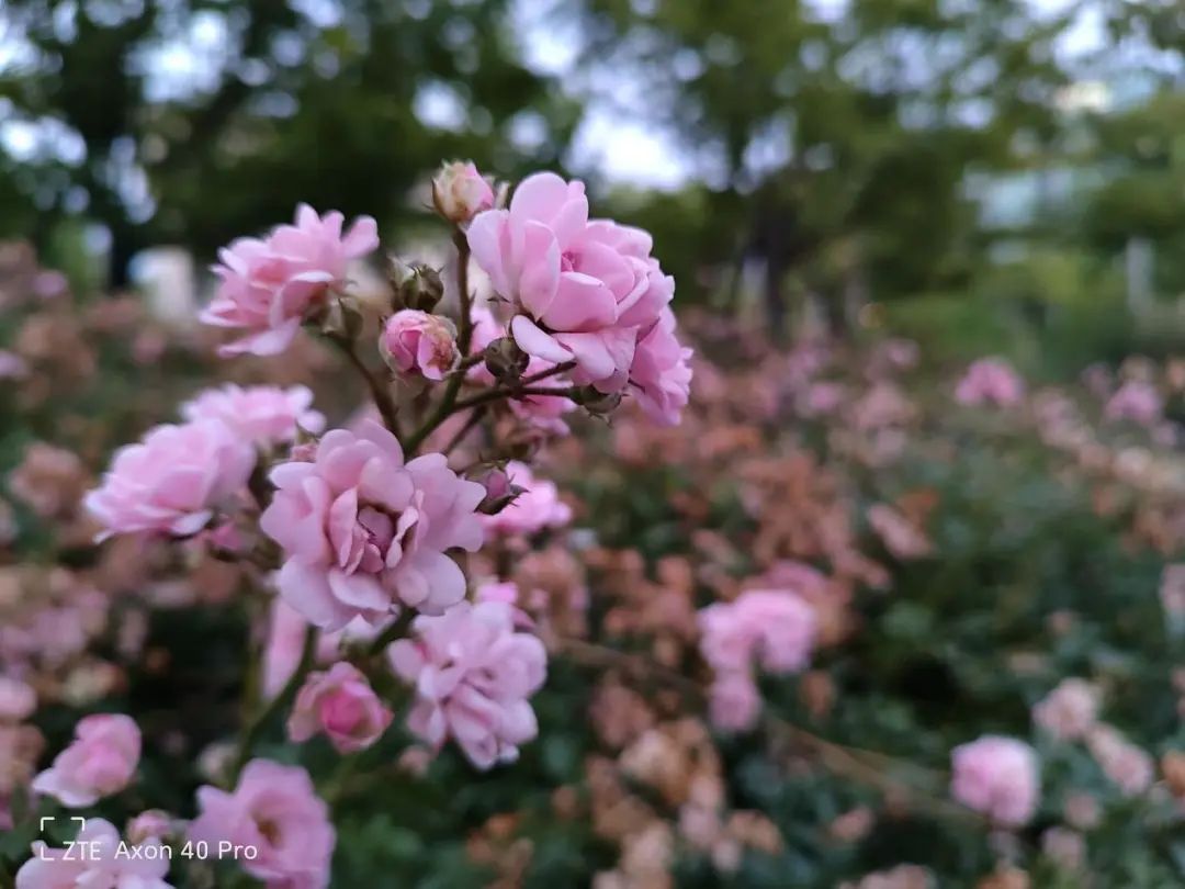 中兴手机的游戏性能与流畅度评测_中兴手机性能如何_中兴2021手机评测