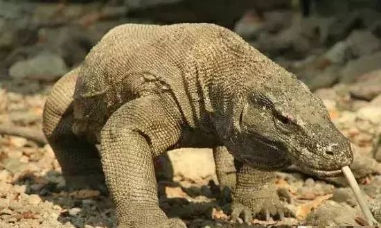 海妖的呼唤_海妖：_海妖塞壬