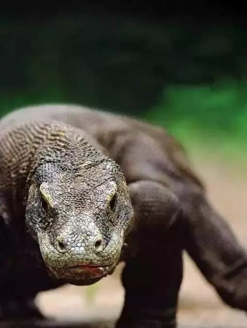 海妖的呼唤_海妖塞壬_海妖：