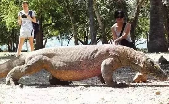 海妖的呼唤_海妖塞壬_海妖：