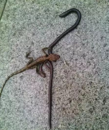 海妖的呼唤_海妖塞壬_海妖：