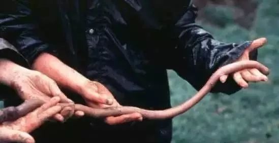 海妖的呼唤_海妖：_海妖塞壬