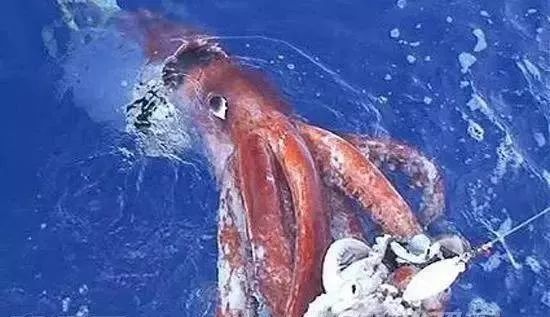 海妖的呼唤_海妖塞壬_海妖：