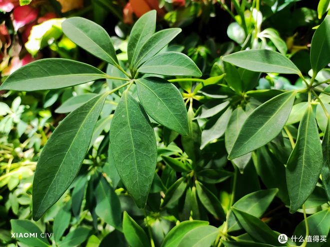 小米追求性价比_追求性价比：用户为何选择小米手机？_小米性价追求手机用户选择哪个